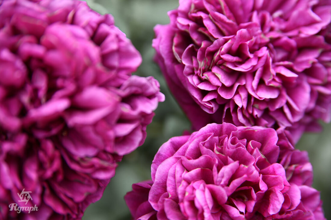 大阪本町の靱公園バラ園に行ってきました！ | 株式会社Rgraph（アール